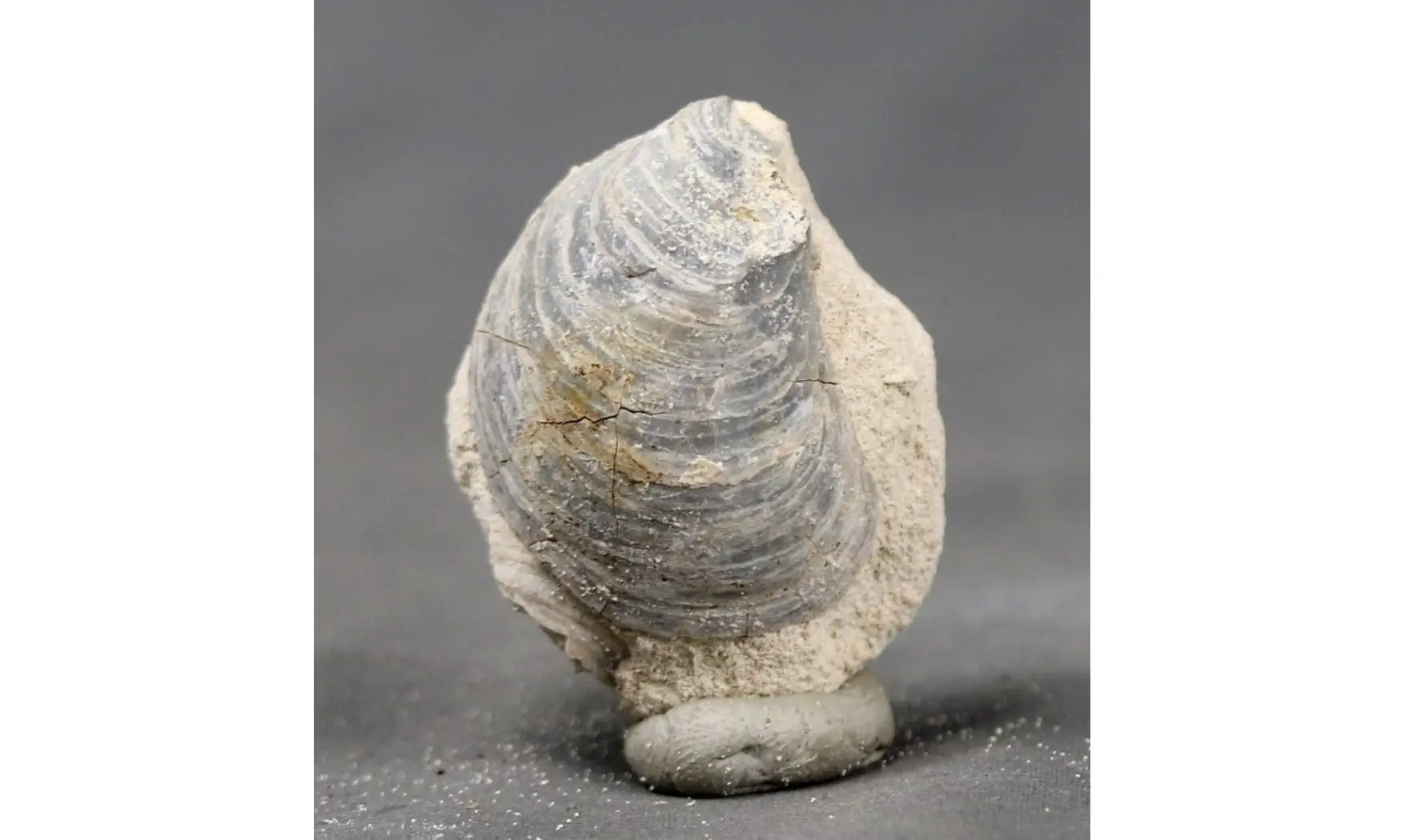 Acutostrea uncinella
