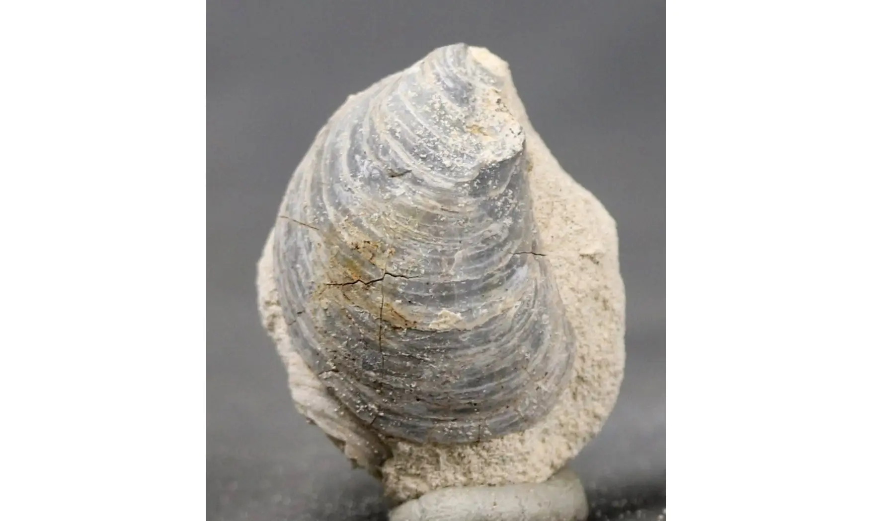Acutostrea uncinella