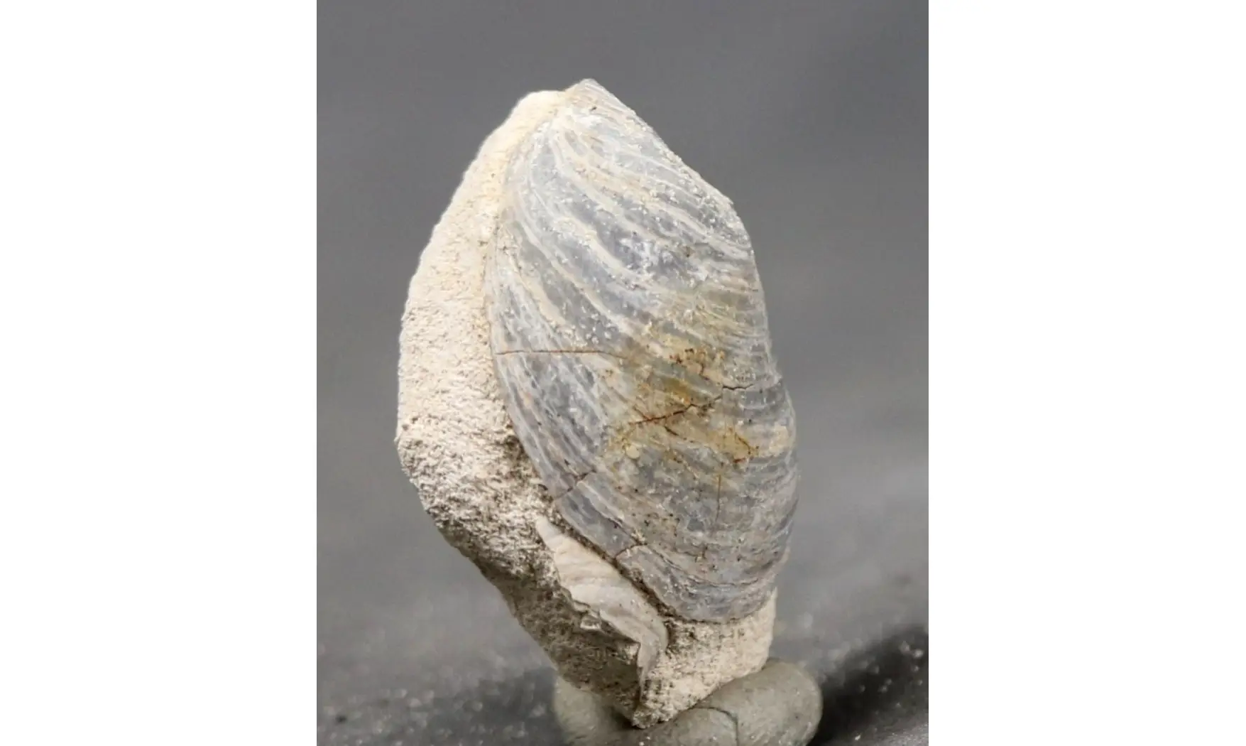 Acutostrea uncinella