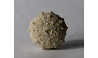 Goniopygus emmae