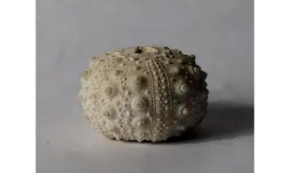 Goniopygus emmae