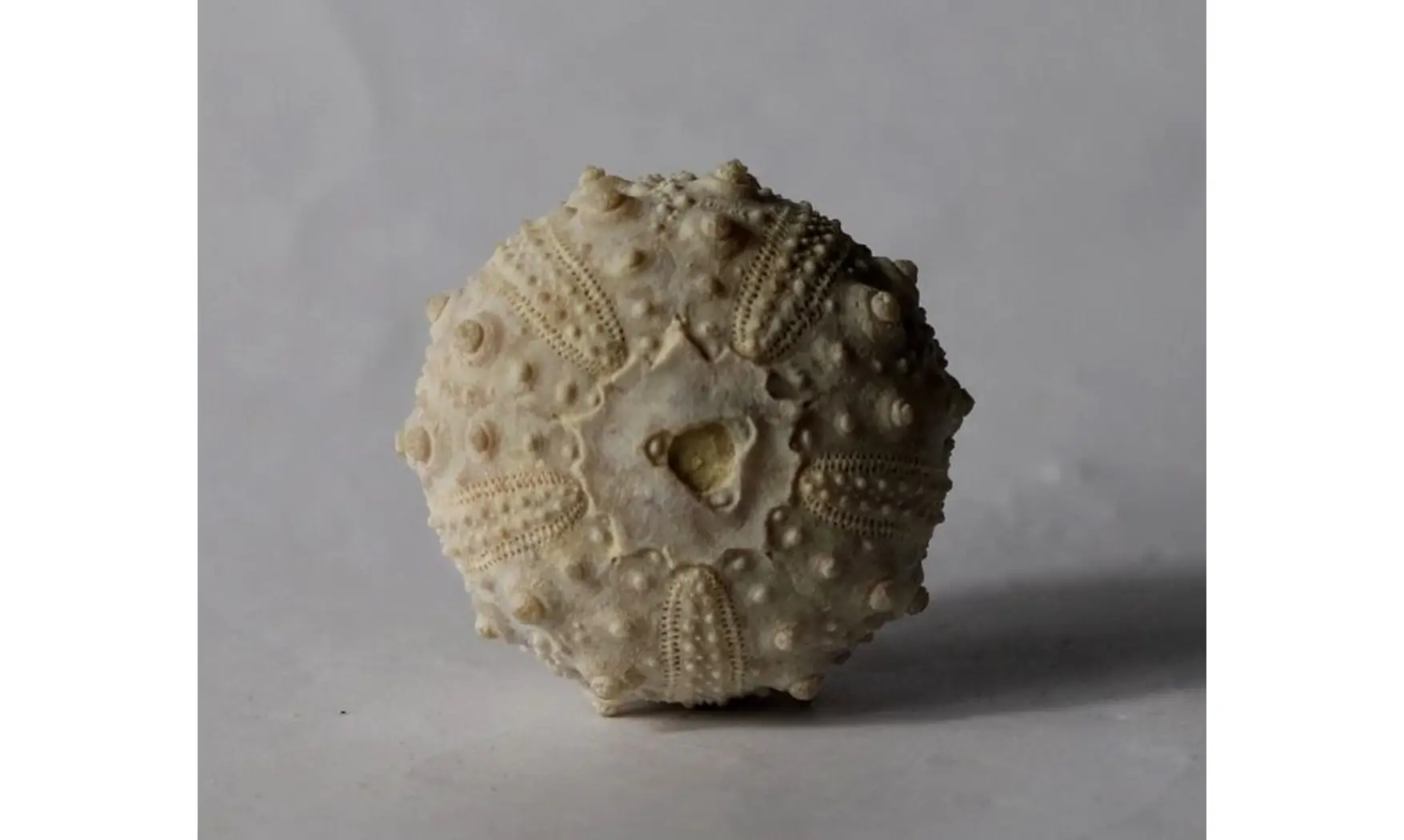 Goniopygus emmae