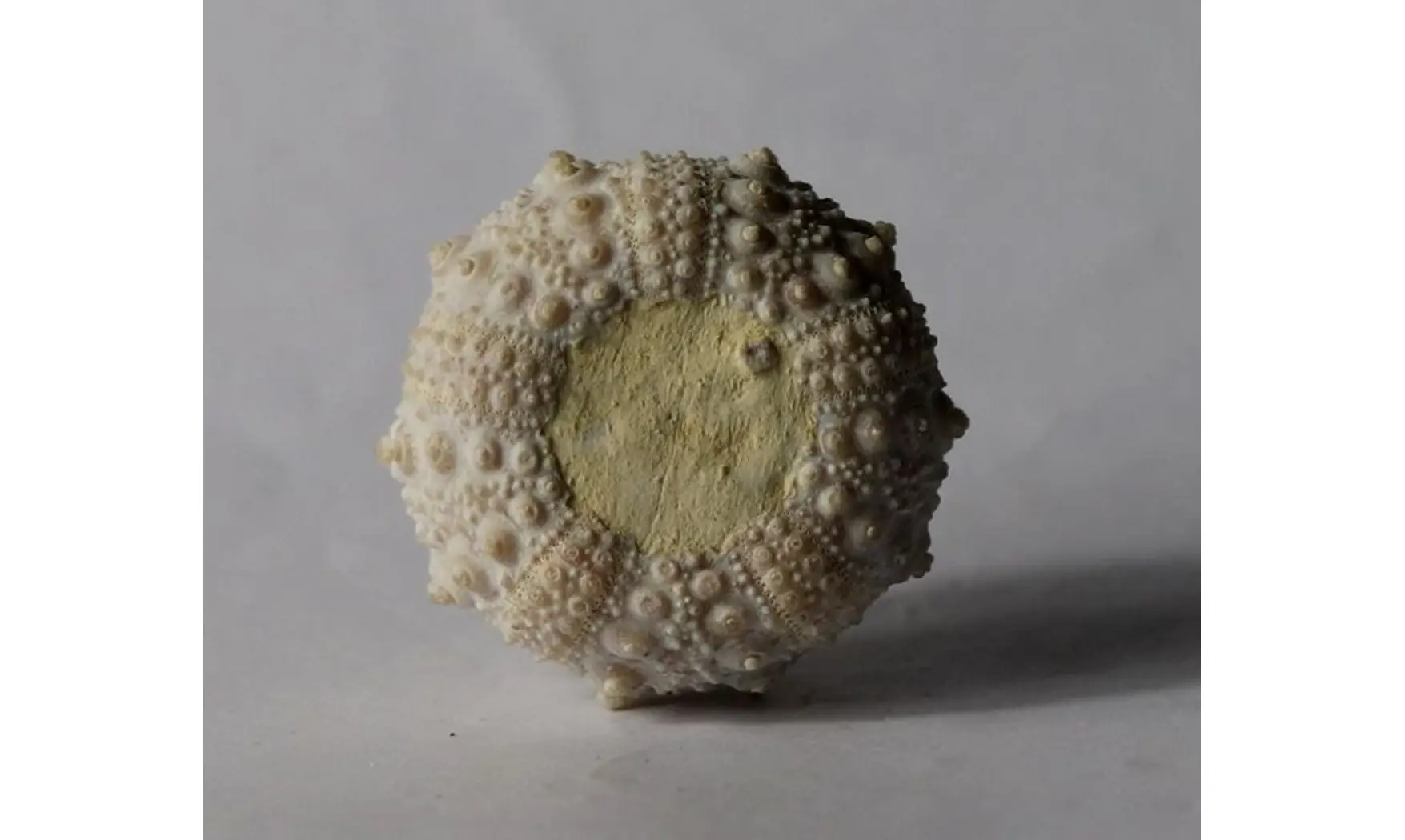 Goniopygus emmae