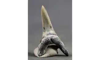 Carcharias taurus