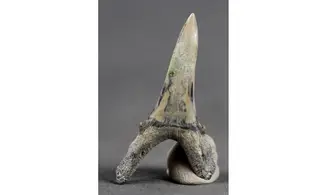Carcharias taurus
