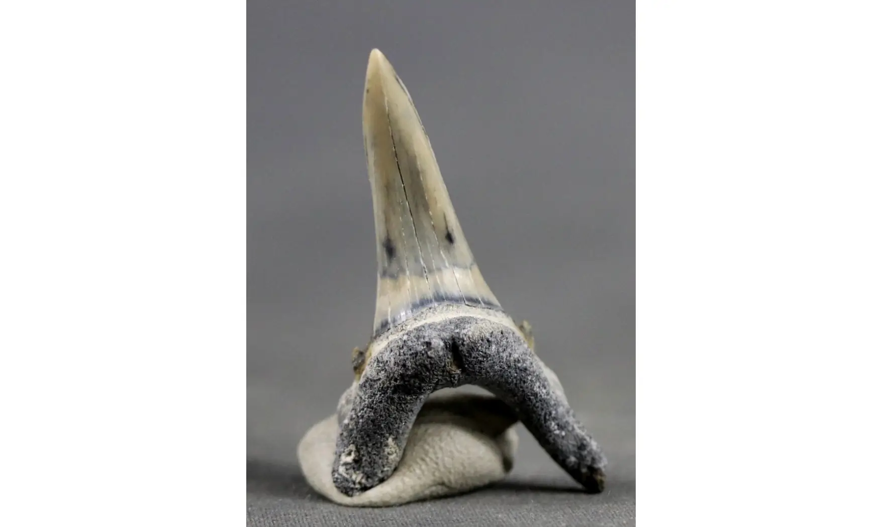 Carcharias taurus