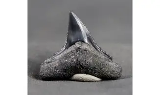 Carcharhinus leucas
