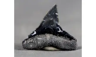 Carcharhinus leucas