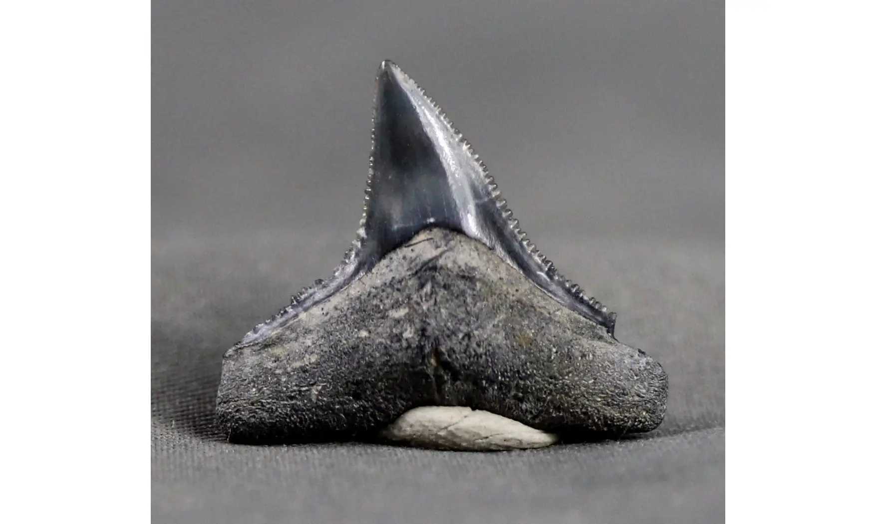 Carcharhinus leucas