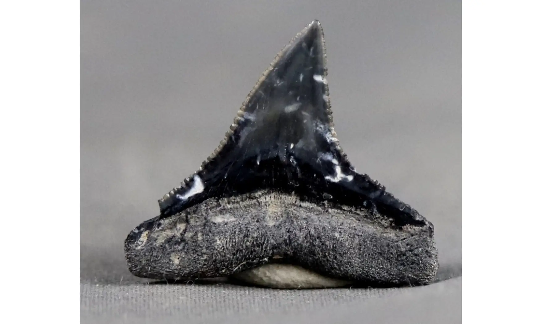 Carcharhinus leucas