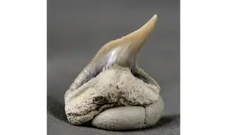 Galeocerdo contortus