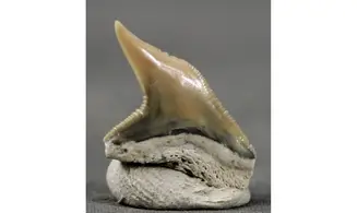 Galeocerdo contortus