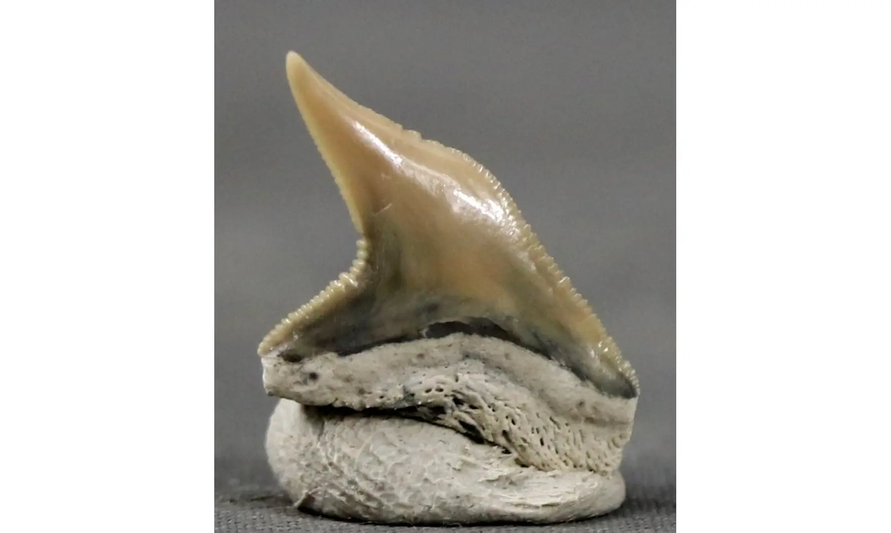 Galeocerdo contortus
