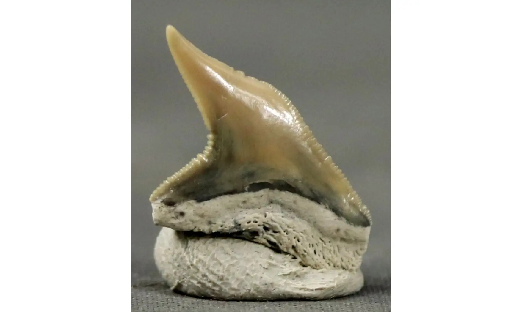 Galeocerdo contortus