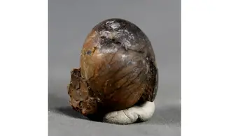 CHEILOCERAS SUBPARTITUM