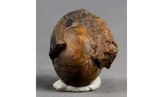 CHEILOCERAS SUBPARTITUM