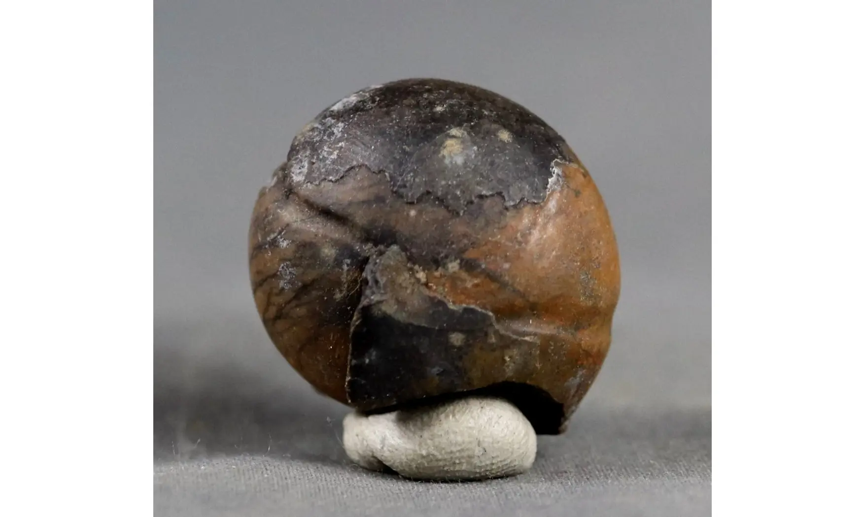CHEILOCERAS SUBPARTITUM