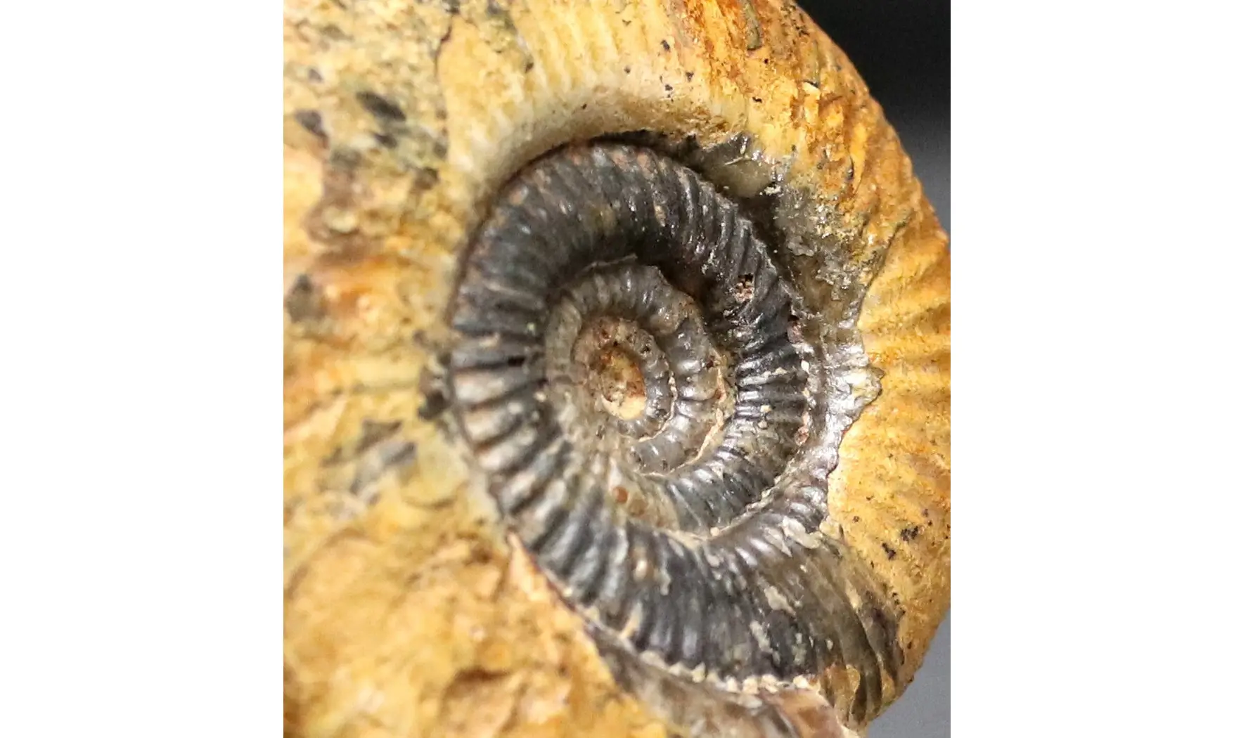 Protozigzagiceras tethycum