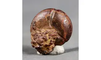 CHEILOCERAS SUBPARTITUM