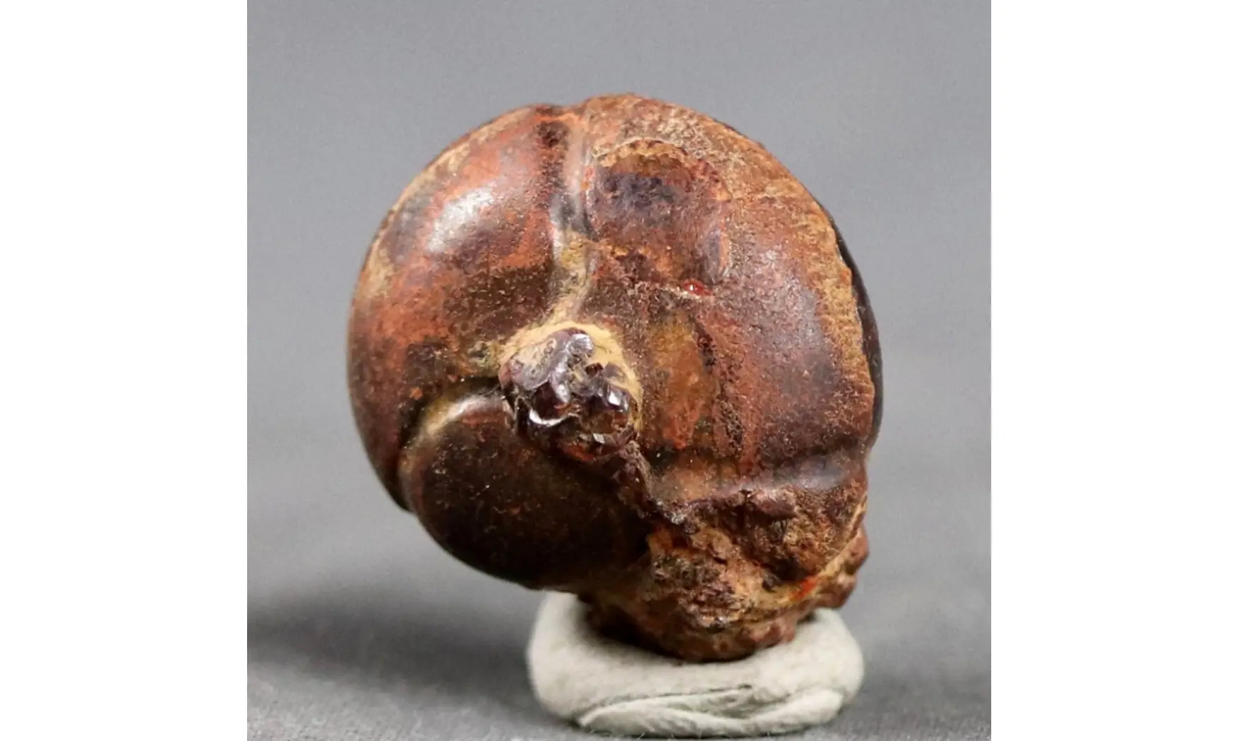 CHEILOCERAS SUBPARTITUM