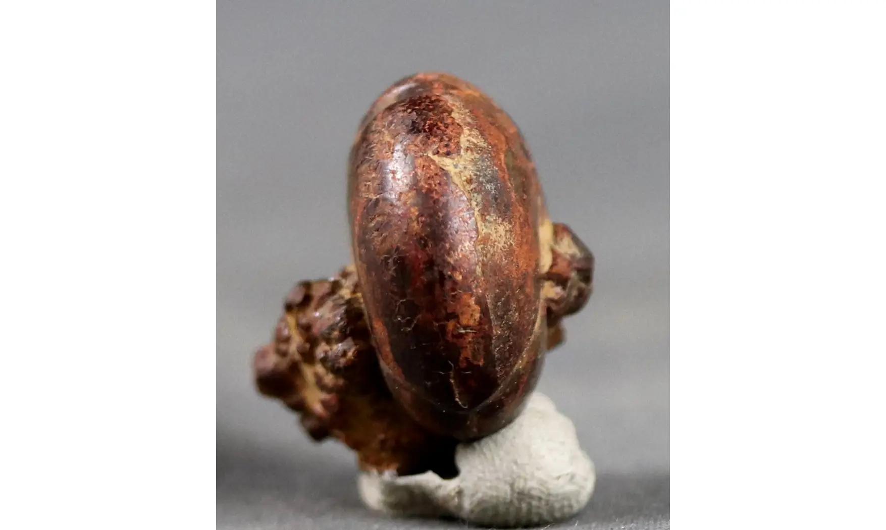 CHEILOCERAS SUBPARTITUM