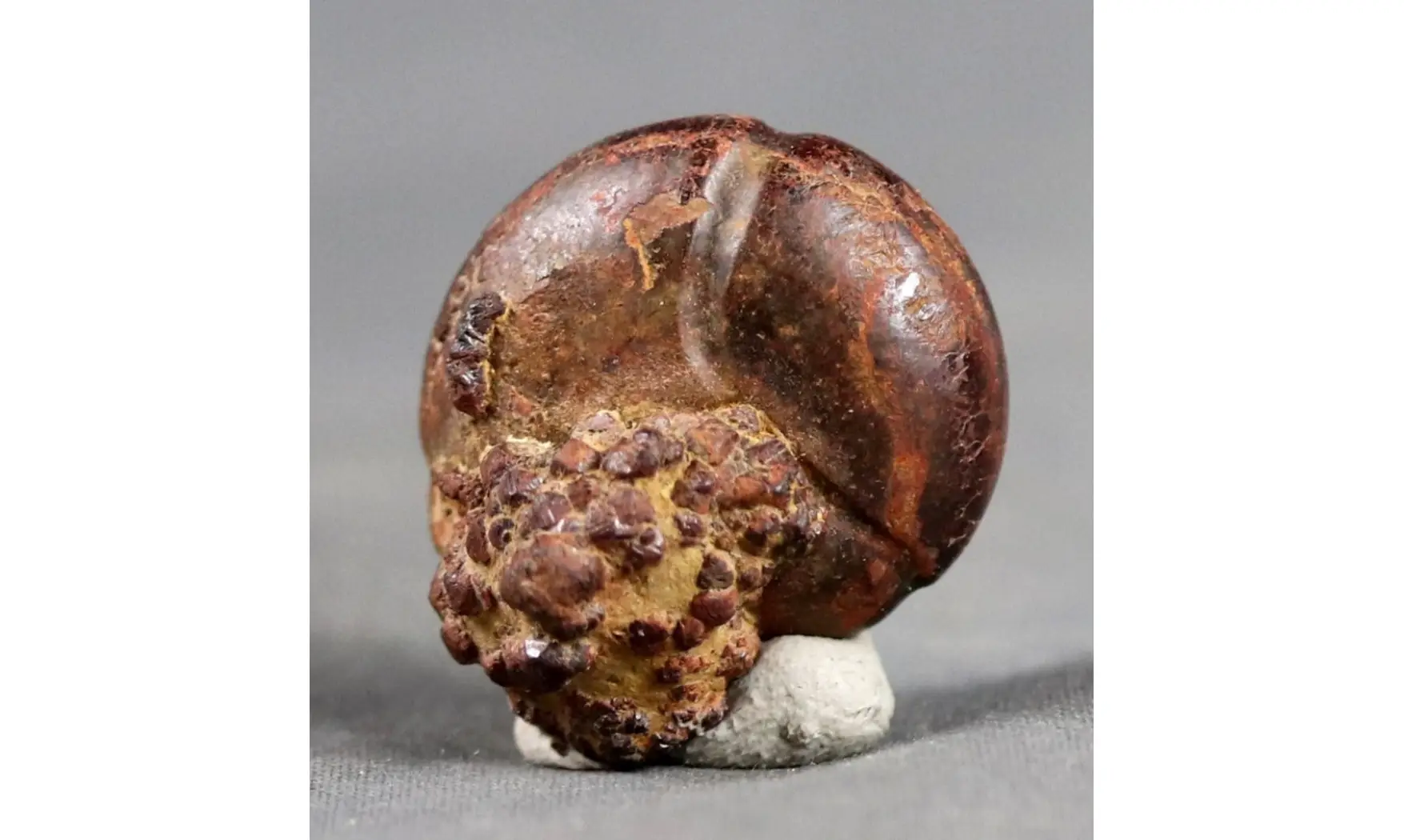 CHEILOCERAS SUBPARTITUM