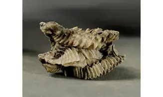 Arctostrea gregaria