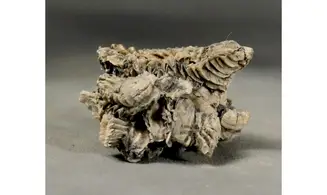 Arctostrea gregaria