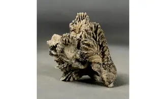 Arctostrea gregaria