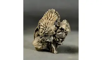 Arctostrea gregaria