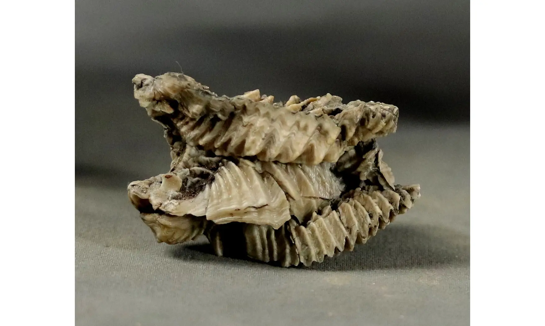 Arctostrea gregaria