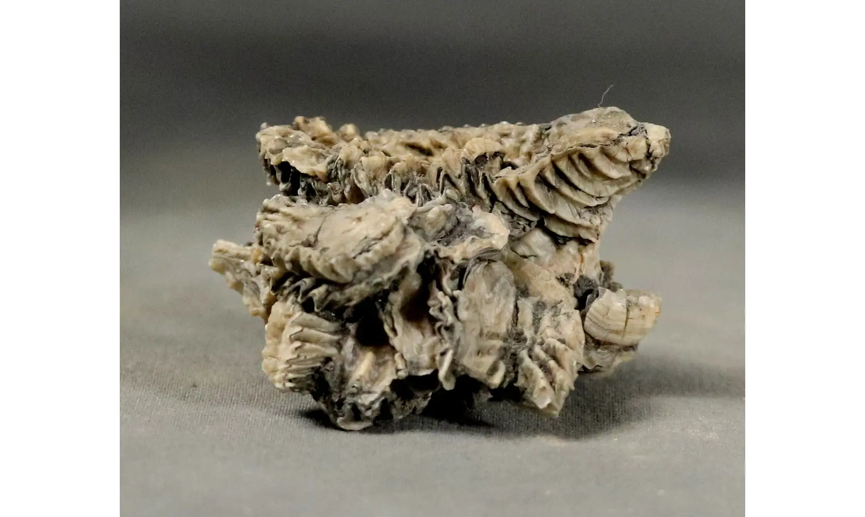 Arctostrea gregaria