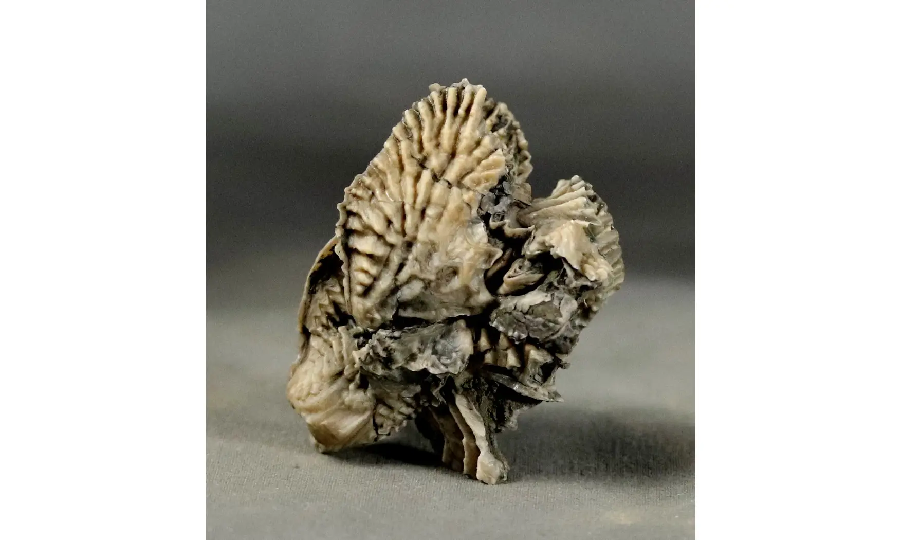 Arctostrea gregaria