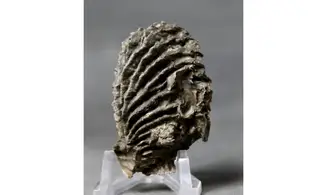 ARCTOSTREA GREGARIA