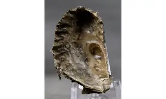 ARCTOSTREA GREGARIA