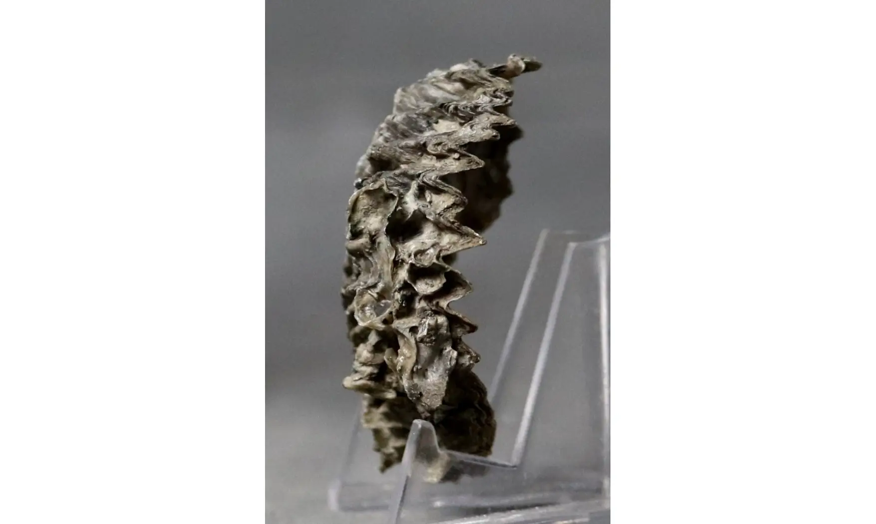 ARCTOSTREA GREGARIA