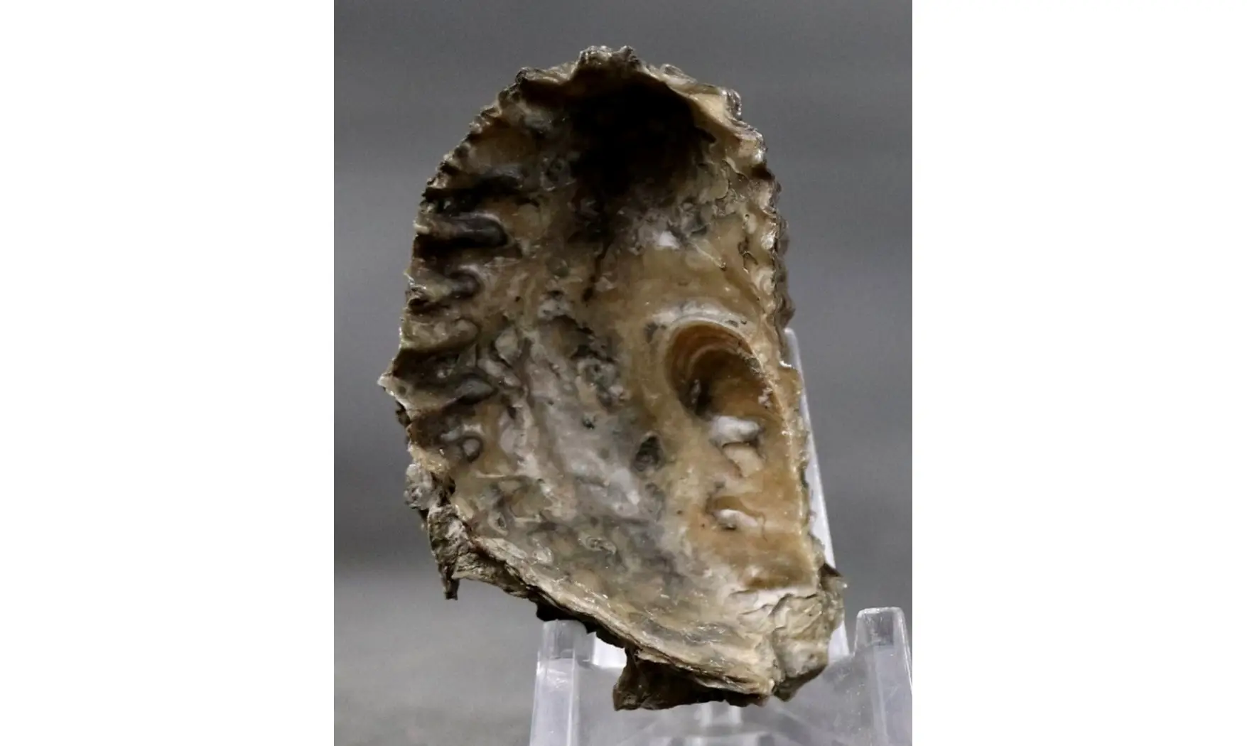 ARCTOSTREA GREGARIA