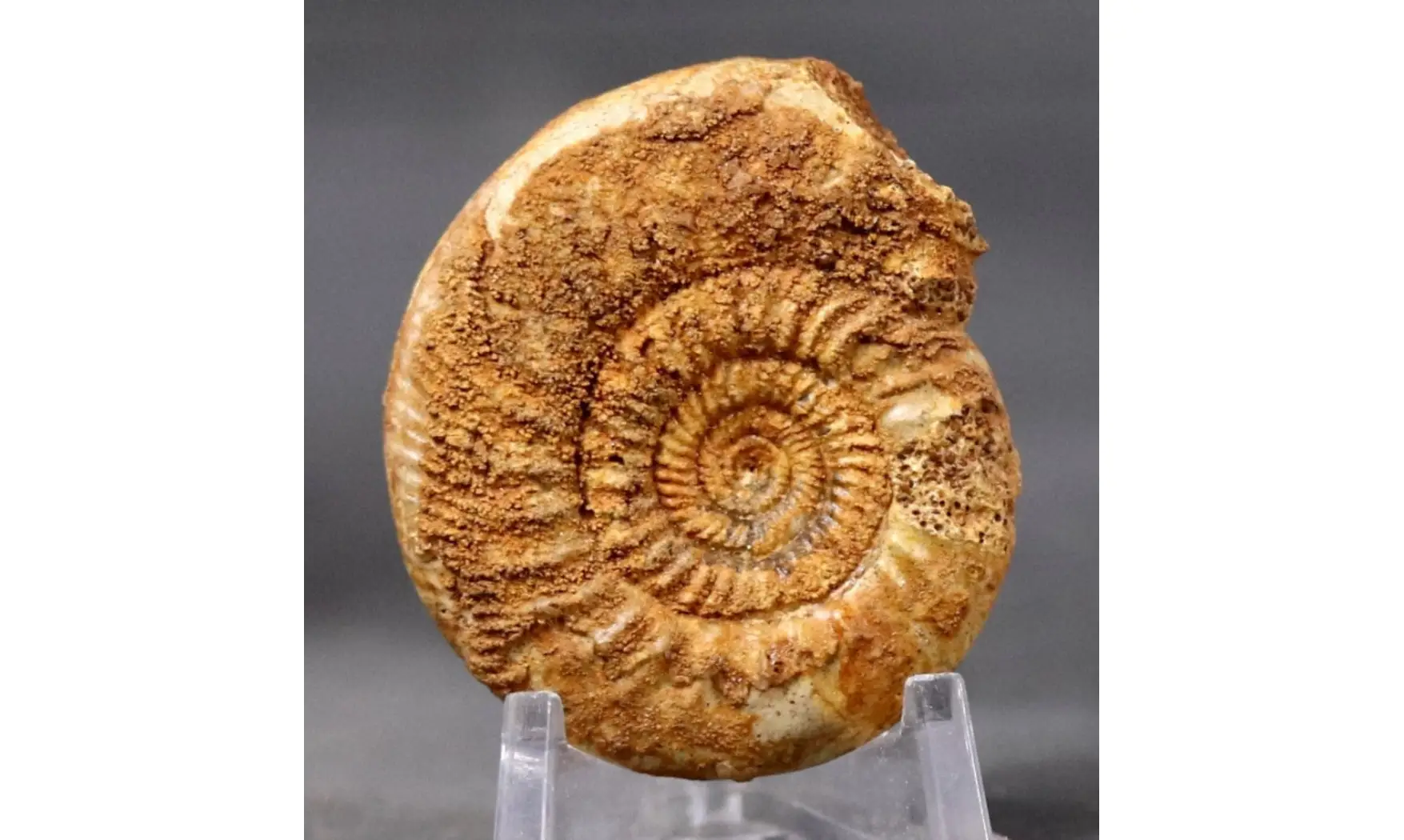 Leptosphinctes Davidsoni (BUCKMAN)