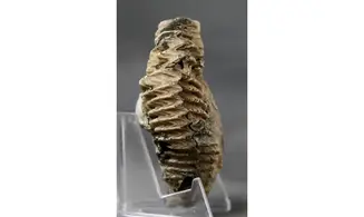 ARCTOSTREA GREGARIA