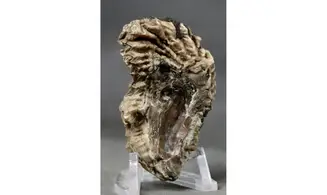 ARCTOSTREA GREGARIA