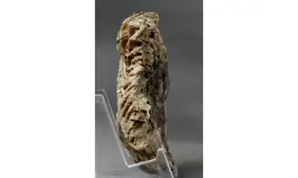 ARCTOSTREA GREGARIA