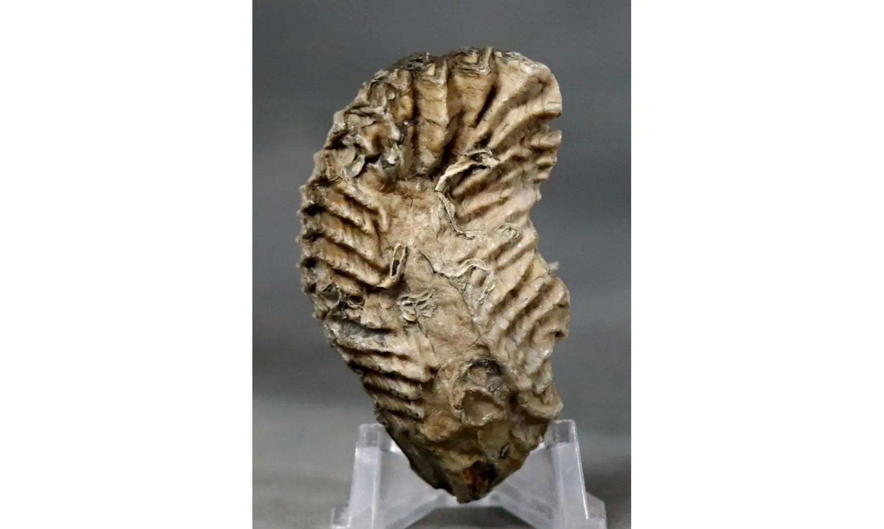 ARCTOSTREA GREGARIA