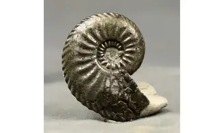 Amaltheus margaritatus