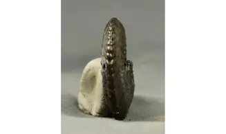 Amaltheus margaritatus