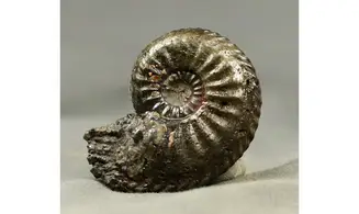 Amaltheus margaritatus