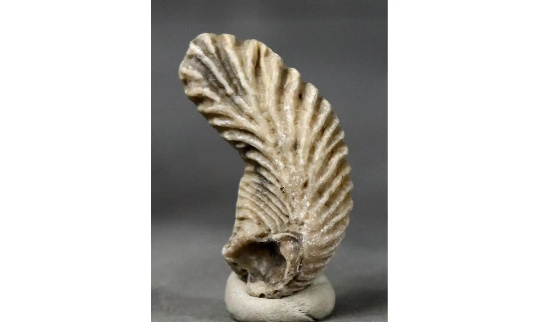 ARCTOSTREA GREGARIA