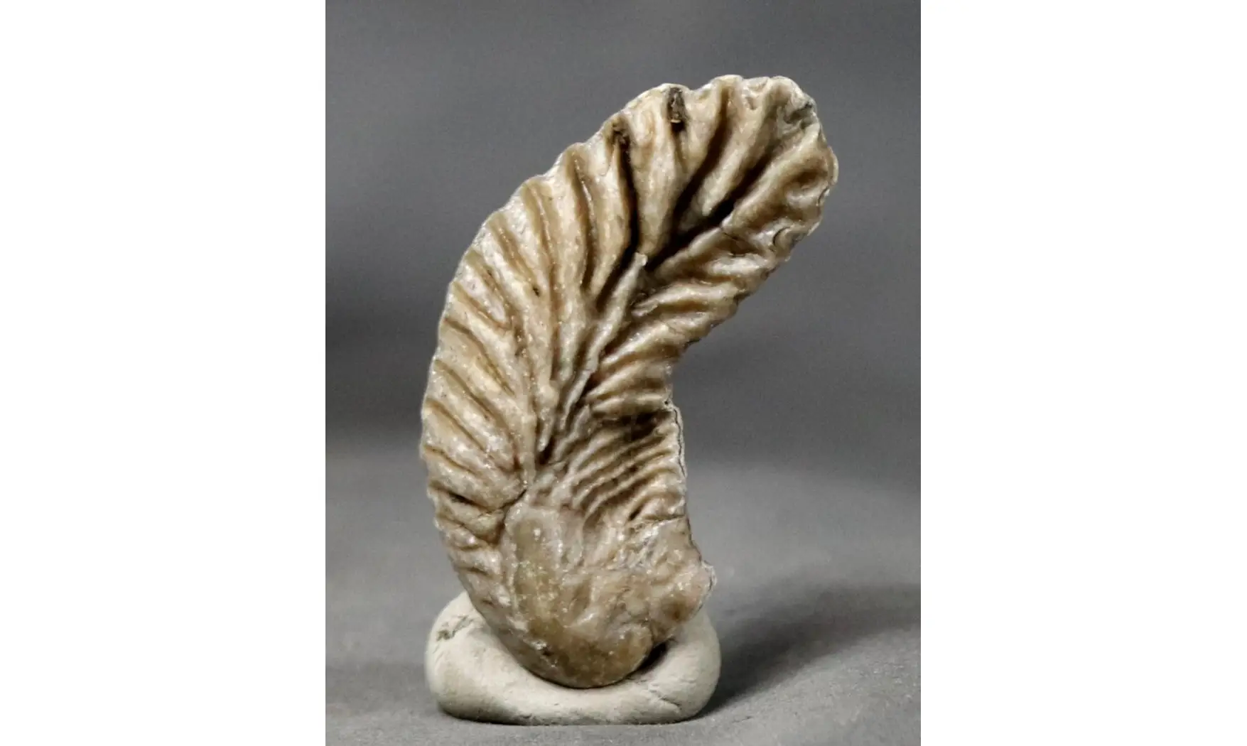 ARCTOSTREA GREGARIA