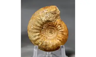 Bajocisphinctes Bajociensis