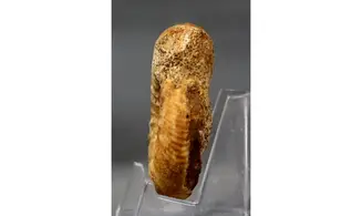 Bajocisphinctes Bajociensis