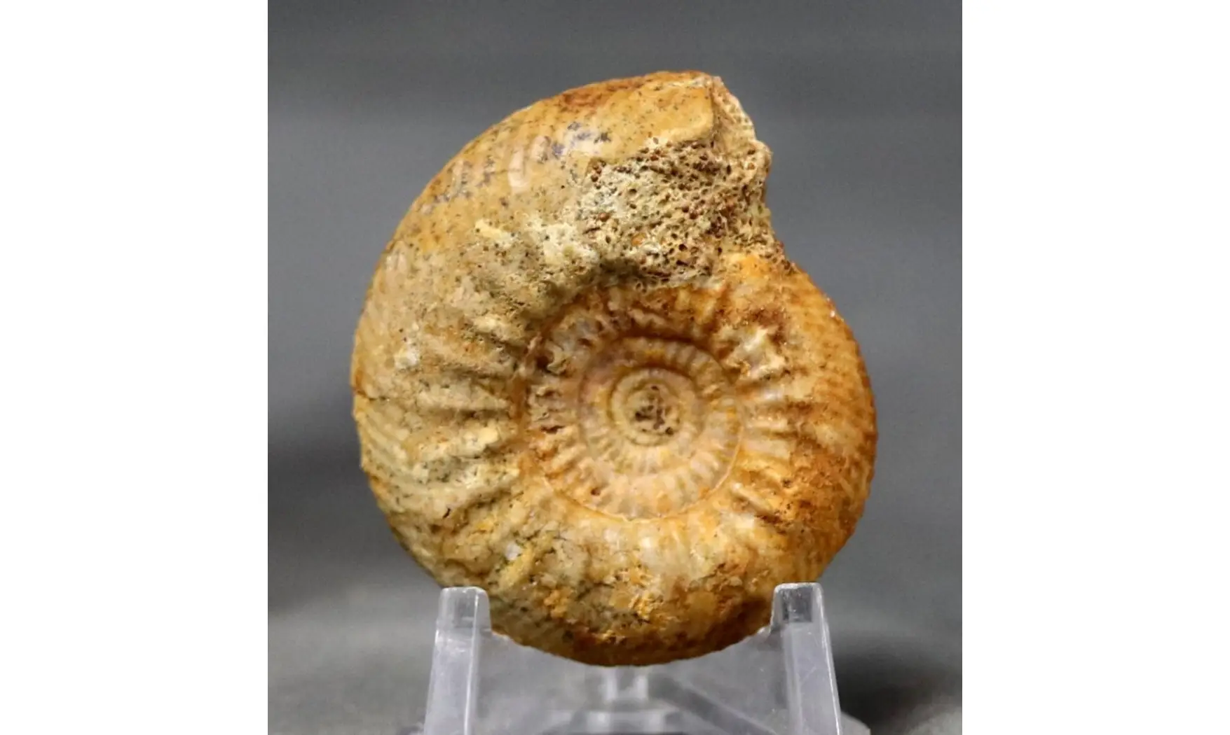 Bajocisphinctes Bajociensis
